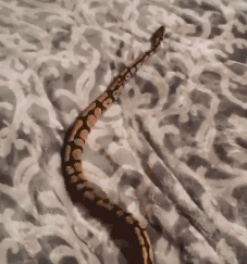 搞笑企鹅动态图片,萌态百出，笑料横生！