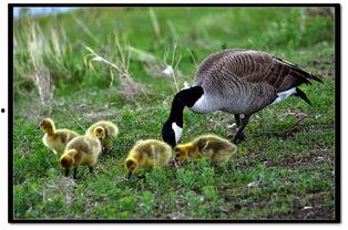 雁的照片,探寻迁徙中的自然传奇