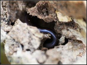 盲蛇图片,自然界的隐秘使者